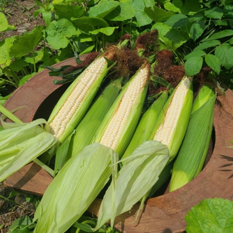 엄마의팜,강원도 미백 찰옥수수 맛있게 찰지고 연한 생 찐 냉동 옥수수