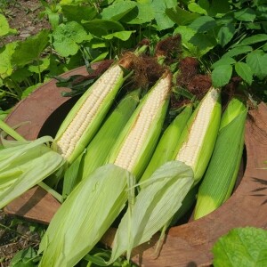 강원도 미백 찰옥수수 맛있게 찰지고 연한 생 찐 냉동 옥수수